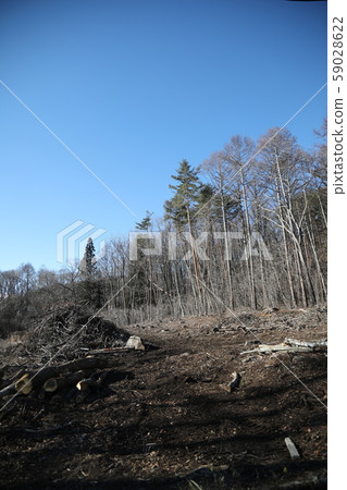 deforestation 59028622