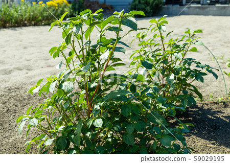 Agricultural field Moroheiya 59029195