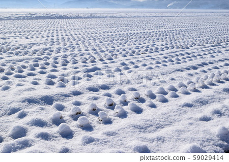 Paddy field covered with snow Paddy field covered with snow 59029414