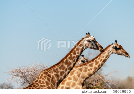 Giraffes in Etosha National Park 59029990