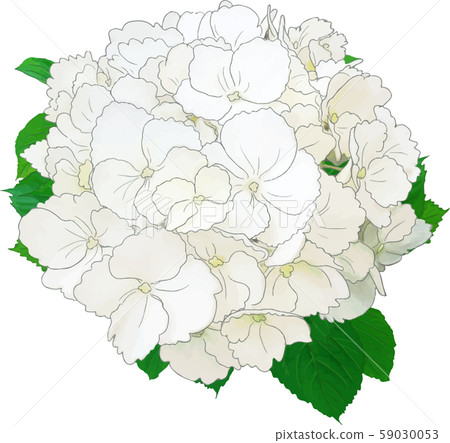 繡球花（白色） 59030053