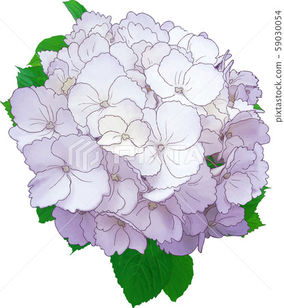 繡球花(紫色) 繡球花(紫色) 59030054