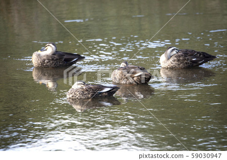 duck floating on water duck floating on water 59030947