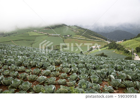 Chinese cabbage field 59030958