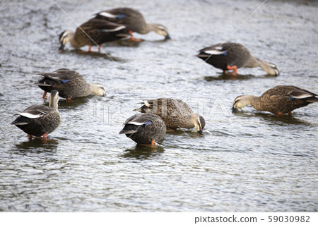 A flock of ducks eating moss in shallow water 59030982