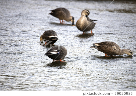 A flock of ducks eating moss in shallow water A flock of ducks eating moss in shallow water 59030985