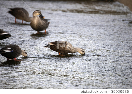 A flock of ducks eating moss in shallow water A flock of ducks eating moss in shallow water 59030986