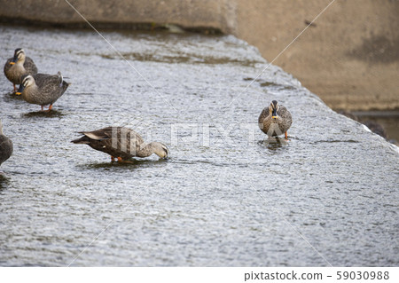 A flock of ducks eating moss in shallow water A flock of ducks eating moss in shallow water 59030988