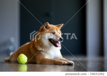 Dog, Dog, Shiba Inu, Dog, Pets, Sibainu, Shiba Dog, Dog, Shiba Inu, Dog, Pets, Sibainu, Shiba 59031992