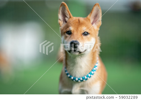 Dog, Dog, Shiba Inu, Dog, Pets, Sibainu, Shiba 59032289