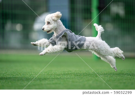 Dog, Dog, Shiba Inu, Dog, Pets, Sibainu, Shiba Dog, Dog, Shiba Inu, Dog, Pets, Sibainu, Shiba 59032299