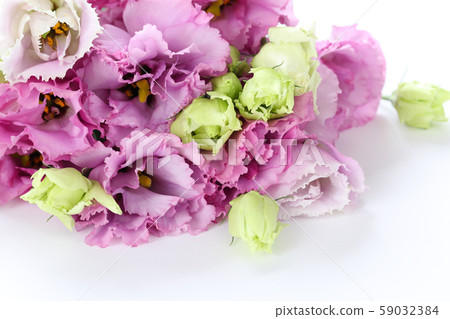 土耳其茴香花束 土耳其茴香花束 59032384