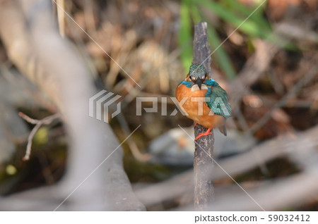 Mountain stream jewel "Kingfisher (male)" (Negawa Greenery Road / Tachikawa Park / Tachikawa City, Tokyo) Mountain stream jewel "Kingfisher (male)" (Negawa Greenery Road / Tachikawa Park / Tachikawa City, Tokyo) 59032412