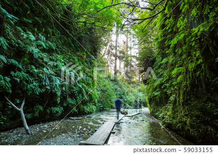 Fern canyon Fern canyon 59033155