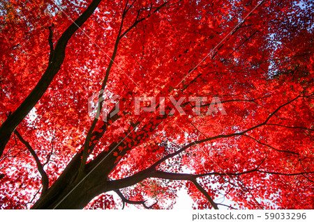 Maple tree Maple tree 59033296