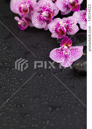 Flowers and black stones, zen background 59034023
