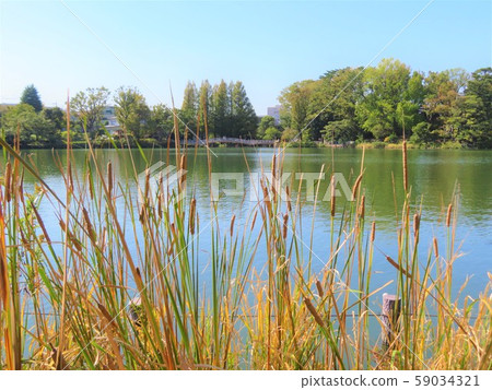 Ota-ku, Tokyo Washokuike Park Autumn Ota-ku, Tokyo Washokuike Park Autumn 59034321