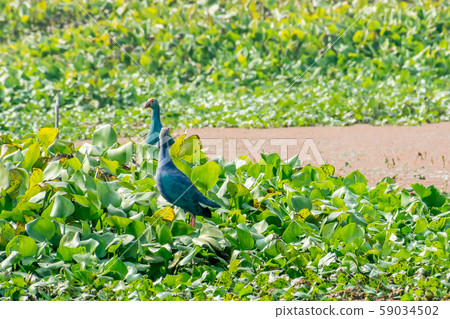 Moorhen or swamp hen 59034502
