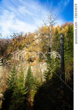 Fall colors in the forest 59034674