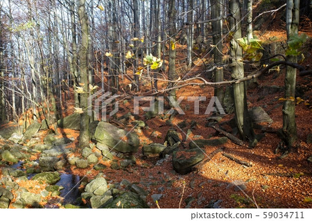 Deep forest in autumn colors 59034711