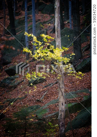 Deep forest in autumn colors 59034720