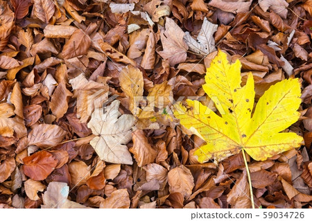 Autumn colored leaves Autumn colored leaves 59034726