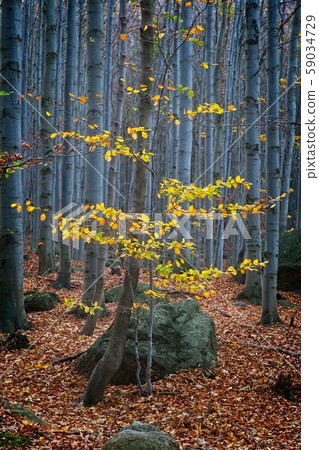 Deep forest in autumn colors 59034729