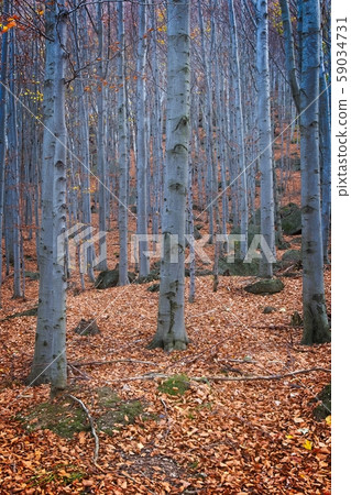 Deep forest in autumn colors 59034731
