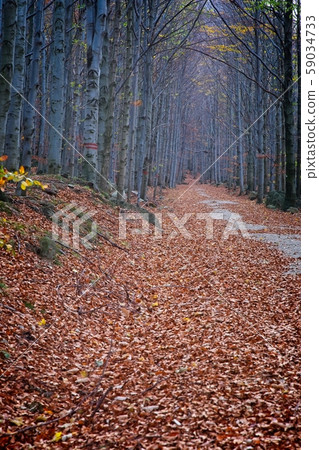 Deep forest in autumn colors 59034733