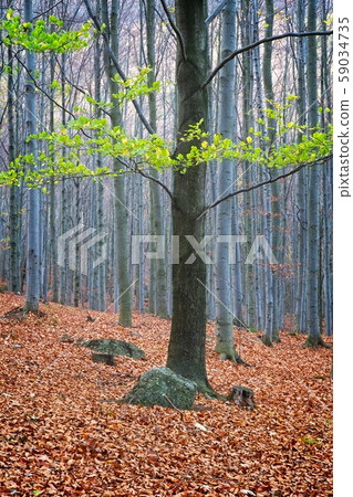 Deep forest in autumn colors Deep forest in autumn colors 59034735