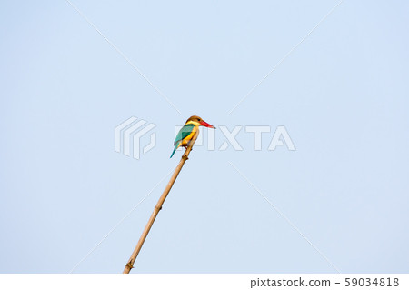 Kingfisher bird (Alcedo atthis) Sitting on a Bamboo 59034818