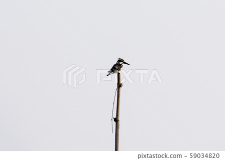 Hoopoe bird or hairy woodpecker  59034820