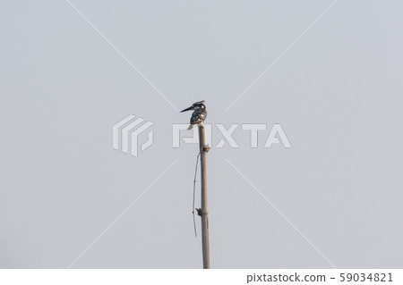 Hoopoe bird or hairy woodpecker  59034821