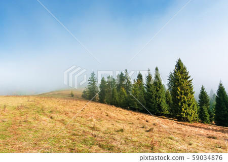 spruce trees on the grassy hillside on foggy spruce trees on the grassy hillside on foggy 59034876