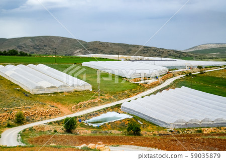 tomato plants growing inside big industrial tomato plants growing inside big industrial 59035879