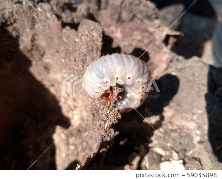 rhinoceros beetle, Rhino beetle larvae on rotten 59035898