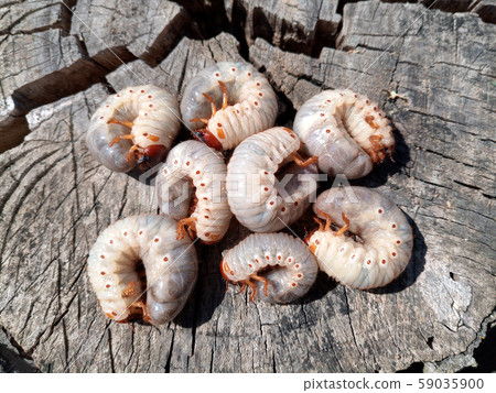 Rhino beetle larvae on an old wood stump. Large 59035900