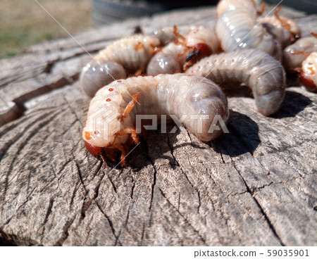Rhino beetle larvae on an old wood stump. Large 59035901
