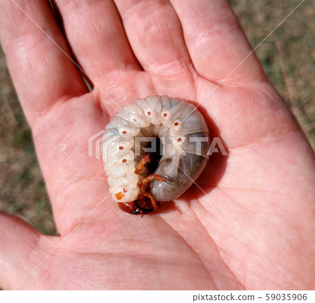 rhinoceros beetle, Rhino beetle larvae in a mans rhinoceros beetle, Rhino beetle larvae in a mans 59035906