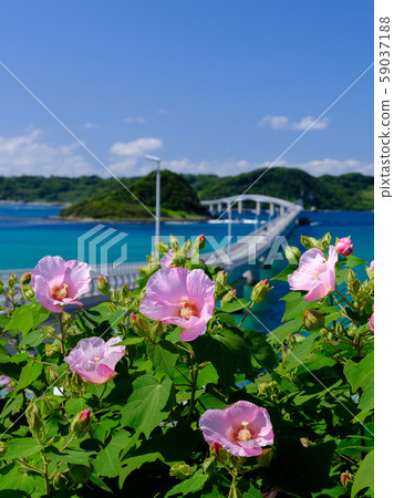 津島山口海 59037188