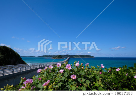 津島山口海 津島山口海 59037193