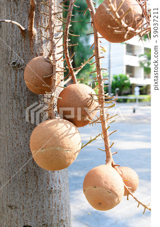 Shorea robusta the tree of Buddhist region Shorea robusta the tree of Buddhist region 59037211