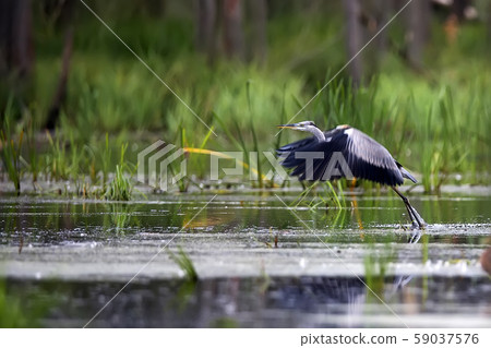 Gray heron is getting ready to fly Gray heron is getting ready to fly 59037576