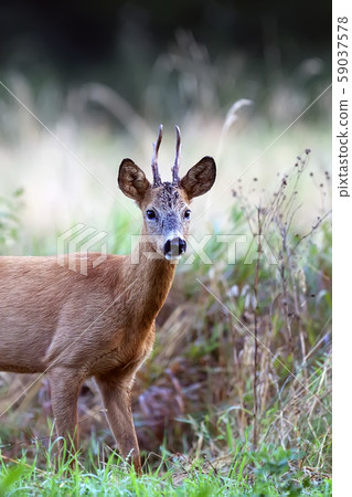 Buck deer in a clearing, a portrait Buck deer in a clearing, a portrait 59037578