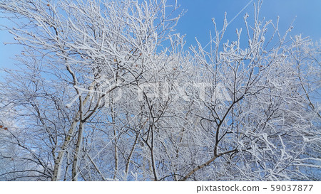 Beautiful branches of trees covered with snow 59037877