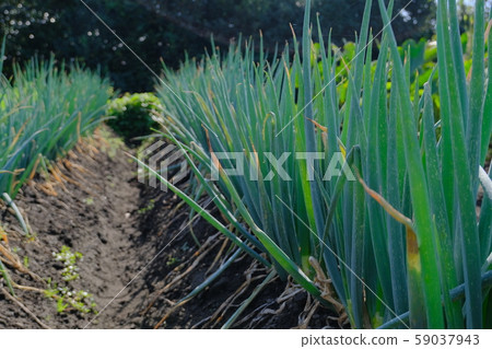 Welsh onion field and ridged soil Welsh onion field and ridged soil 59037943