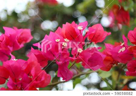 Beautiful bright flowers of bougainvillea 59038082