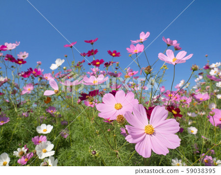 Cosmos field Cosmos field 59038395