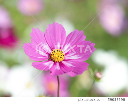 Cosmos flowers Cosmos flowers 59038396