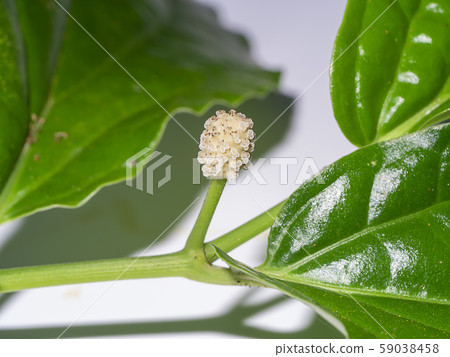 Close up of Wildbetal Leafbush leaves. 59038458